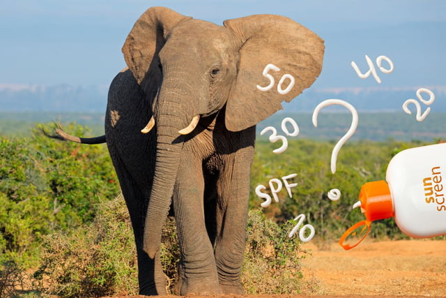 UV-Schutz in der Tierwelt Wie Tiere sich vor der Sonne schützen